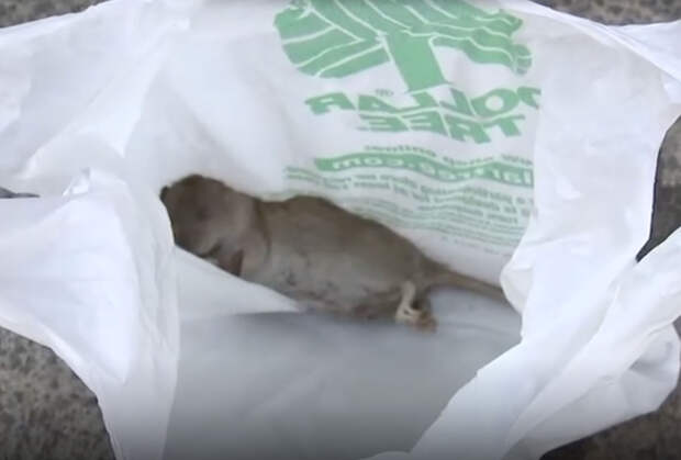 Жители одного штата пожаловались на нашествие крыс крупнее кошек