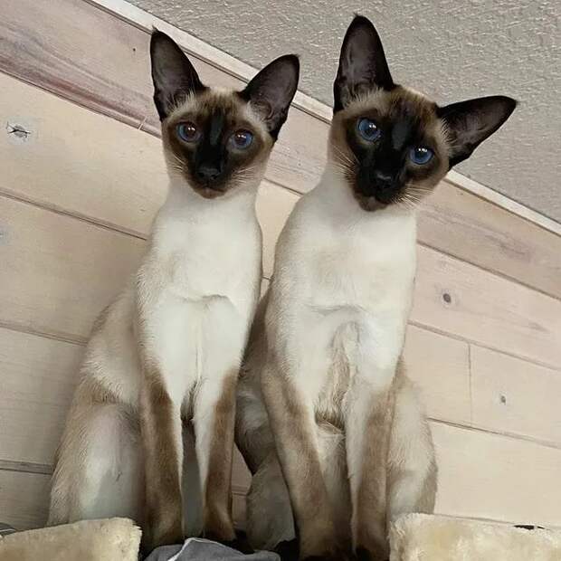 Животные-близнецы - немного очаровательных фото
