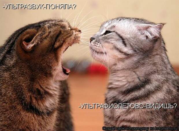 Лучшие котоматрицы недели (50 фото) Лучшие котоматрицы недели (50 фото)