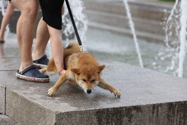Биолог рассказала, почему в жару нельзя обливать собаку холодной водой