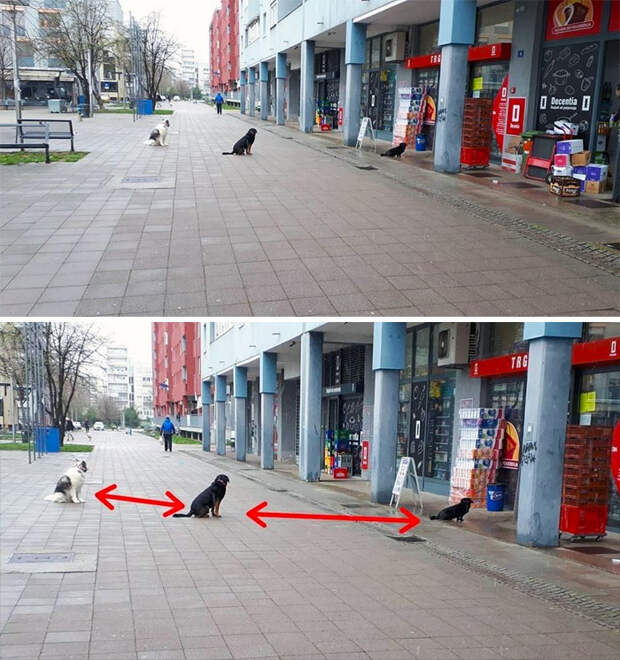 Животные, которые соблюдают социальную дистанцию куда лучше каких-то там людей
