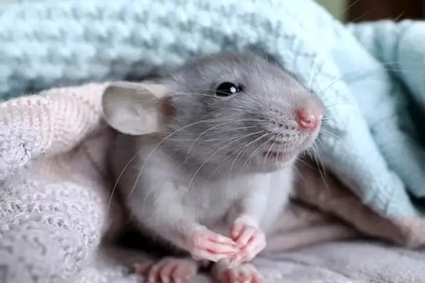 Уснуть на ладони. Олег Бондаренко