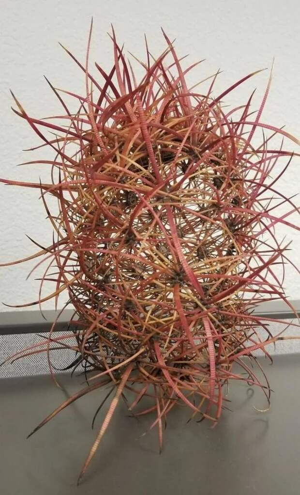 кактус