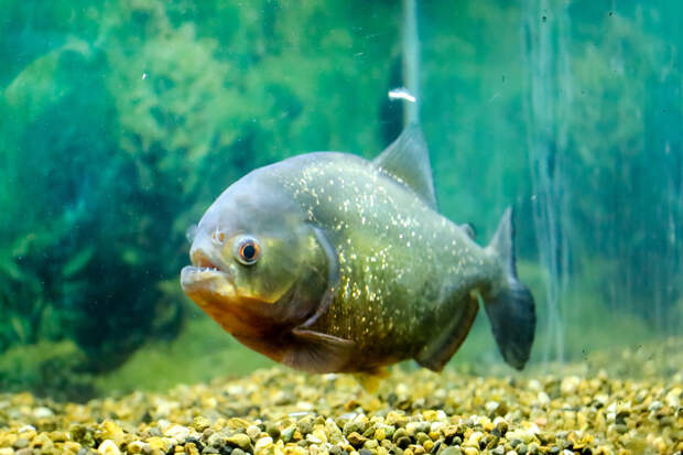 Пираньи устроили кровавый пир из туристов на популярном курорте