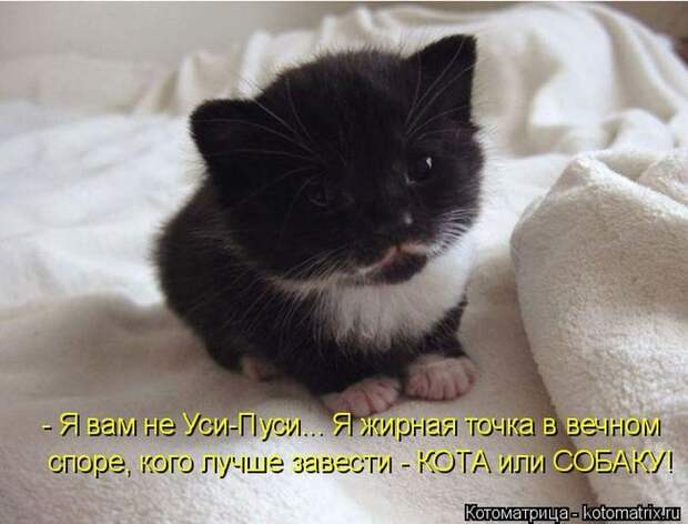 Лучшие котоматрицы недели