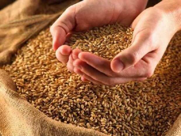 Госрезерв Украины заявил о критически низком уровне запасов зерна | Русская весна