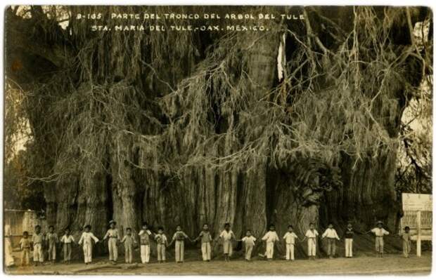 El Árbol del Tule