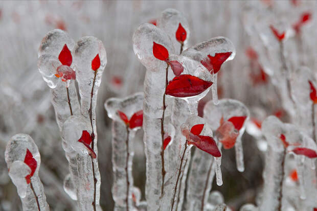 Агроном Туманов: поврежденное морозом растение, как правило, чернеет