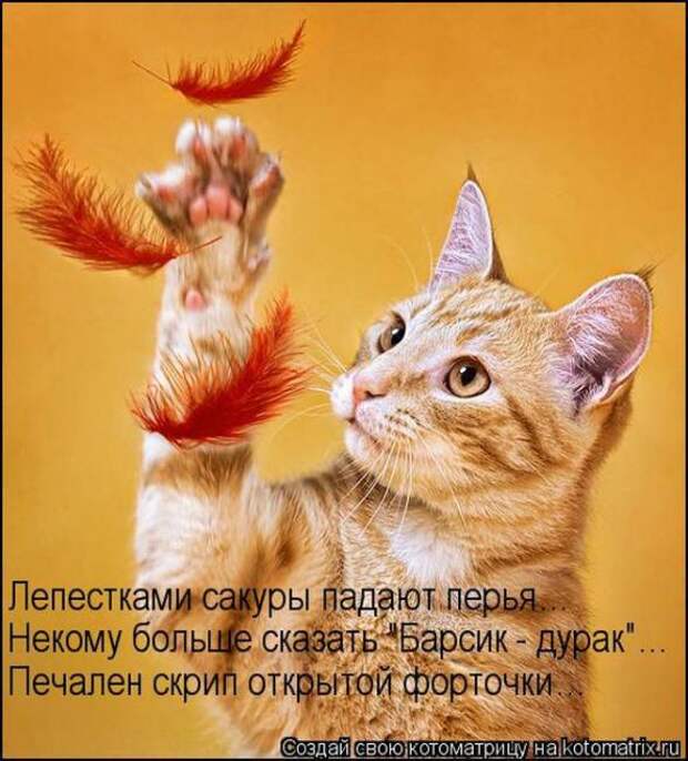 Котоматрицы(картинки с подписями)