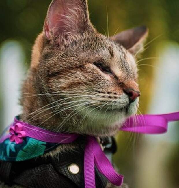 Кошка на прогулке