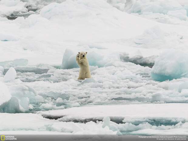 Лучшие фотографии National Geographic 2014 лучшие, природа, фото