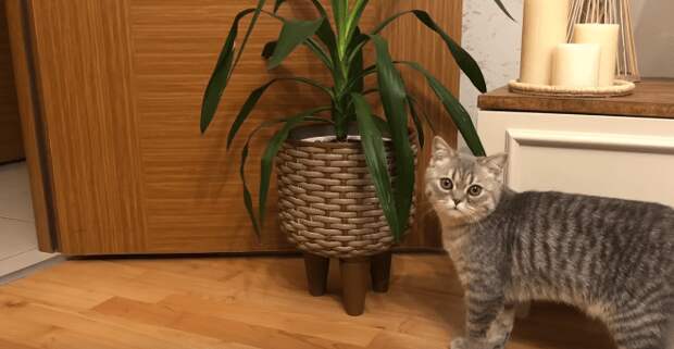 Стильное напольное цветочное кашпо из старой кастрюли