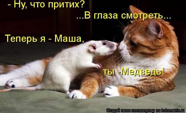 Котоматрицы