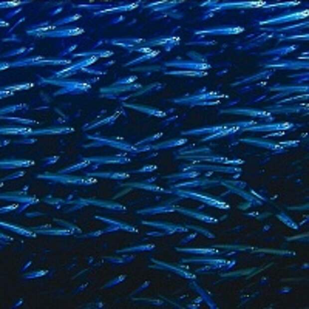 Рыбы измеряют сородичей по запаху