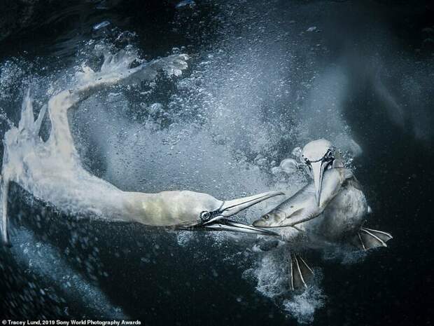 Завораживающие снимки финалистов конкурса Sony World Photography Awards 2019 Завораживающие снимки финалистов конкурса Sony World Photography Awards 2019
