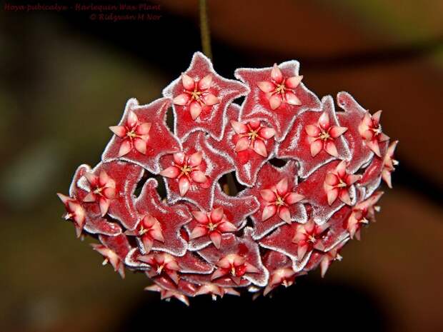 Hoya pubicalyx - Harlequin Wax Plant красота, лиана, природа, флора, хойя, цветы, чудеса