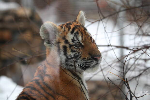 Юрист напомнил об уголовной ответственности за содержание хищных животных дома