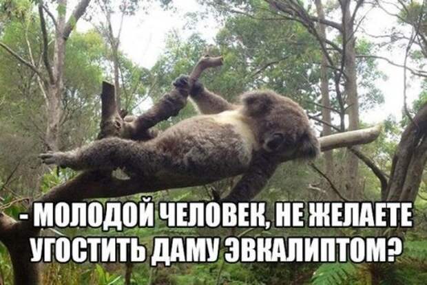 Новые анекдоты для всех (13 шт)