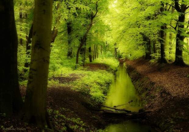 Осенние фотопейзажи Неллеке Питерс (Nelleke Pieters)