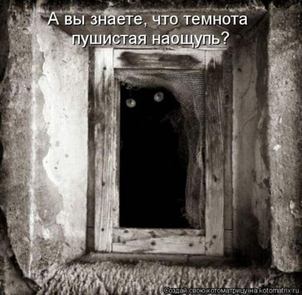 Котоматрицы (картинки с подписями)