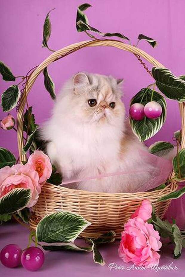 Персидская кошка экстремального типа (Persian Cats Extreme) перс экстремал, фото породы кошек изображение