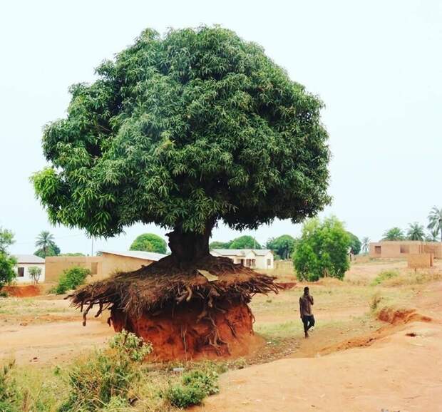 Дерево в Танзании, которое не волнует отсутствие почвы