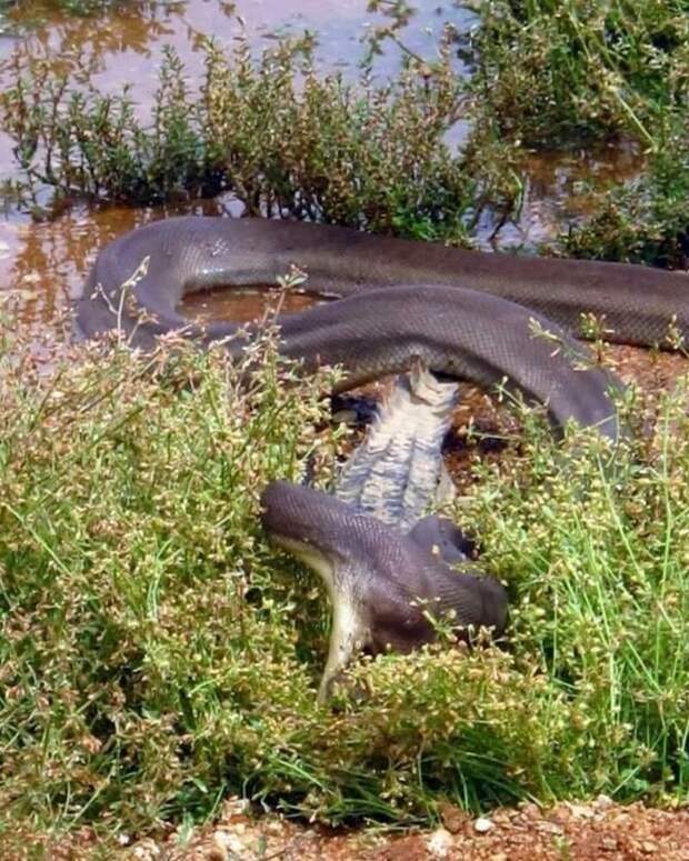 Оливковый питон — вторая по величине змея в Австралии, и хотя он не ядовит, сила питона делает его чрезвычайно смертоносным хищником, способным буквально выжать жизнь из своей добычи в мире, добыча, еда, животные, крокодил, охота, питон, природа