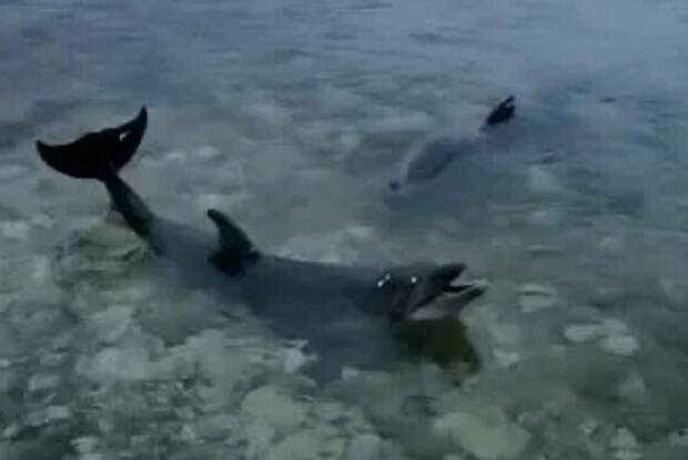 "Сегодня я выпустил полмиллиона долларов": в Севастопольском дельфинарии решили выбросить дрессированных дельфинов в море