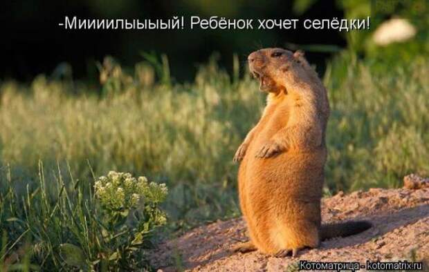 Котоматрицы(картинки с надписями)