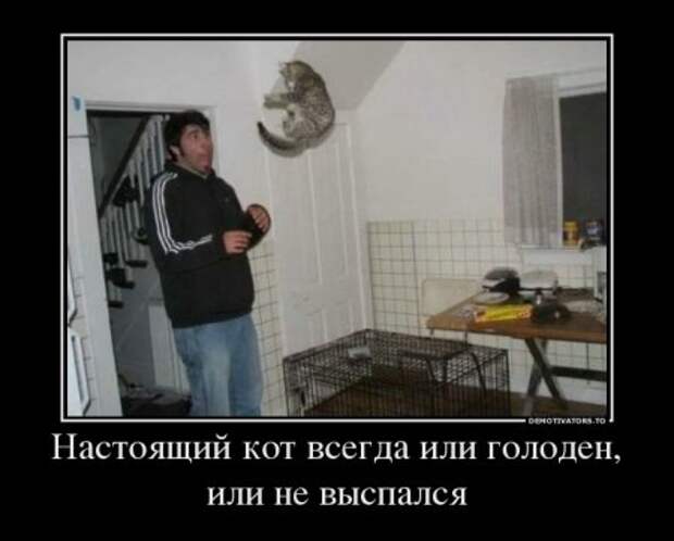 Демотиваторы, безумные и прикольные как всегда.