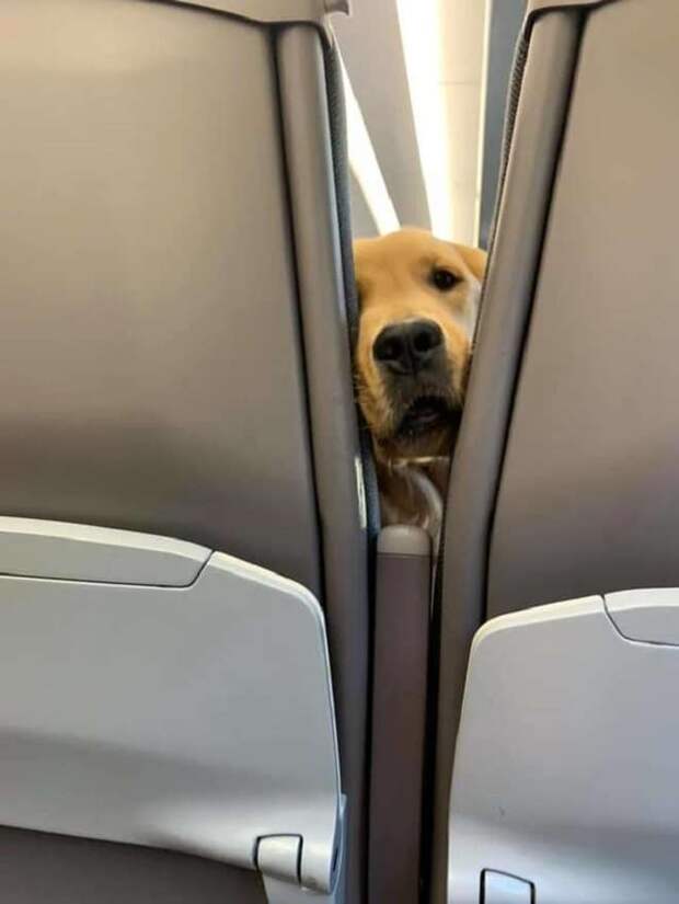 Пес в самолете 
