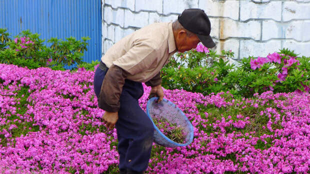 За два года он посадил сад из нескольких тысяч благоухающих цветов  любовь, мужчина, сад, цветы