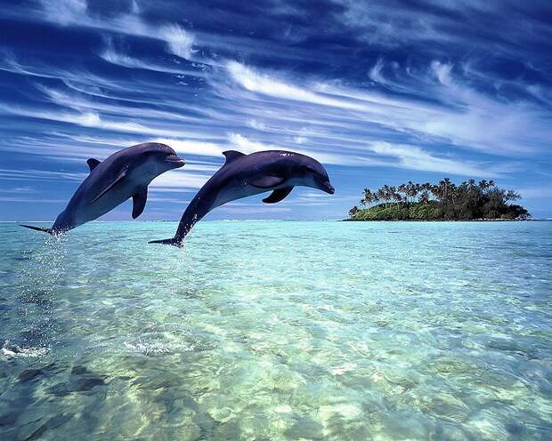 dolphins20 dolphins20 Самые удивительные факты о дельфинах