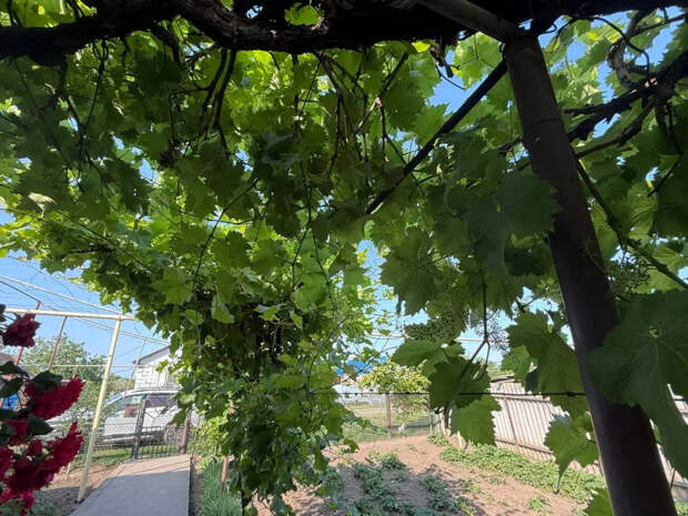 Гроздья по килограмму: чем накормить виноград весной, чтобы забыть о горошении и собирать сахарные ягоды