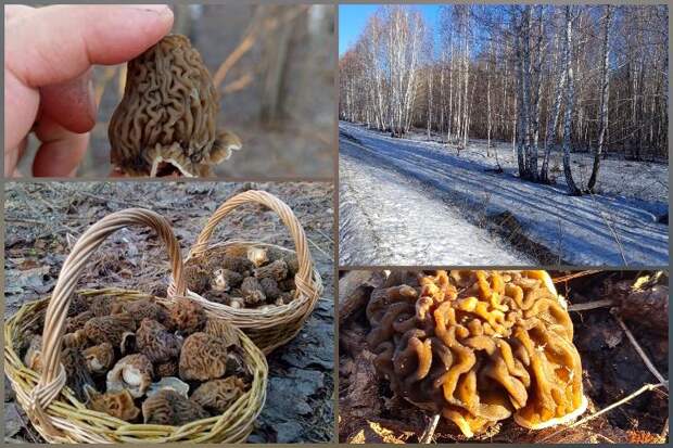 Две корзины сморчков в апреле: новосибирский грибник раскрыл лучшие места