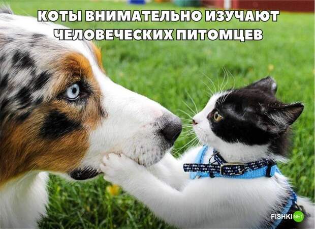 20 фотографий, доказывающих, что кошки медленно превращаются в людей кот, юмор