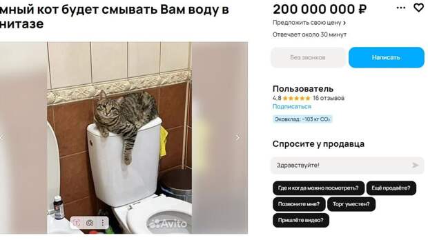 Умного кота из Одинцова выставили на продажу за 200 млн рублей