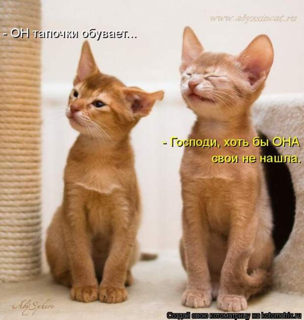 Лучшие котоматрицы недели (50 фото)