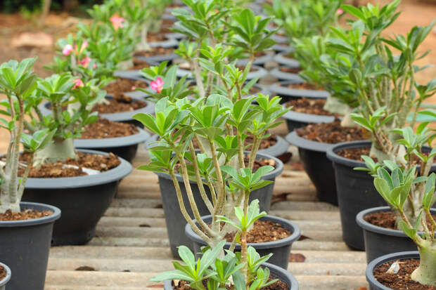 Агроном Туманов: не стоит приобретать саженцы на онлайн-платформах