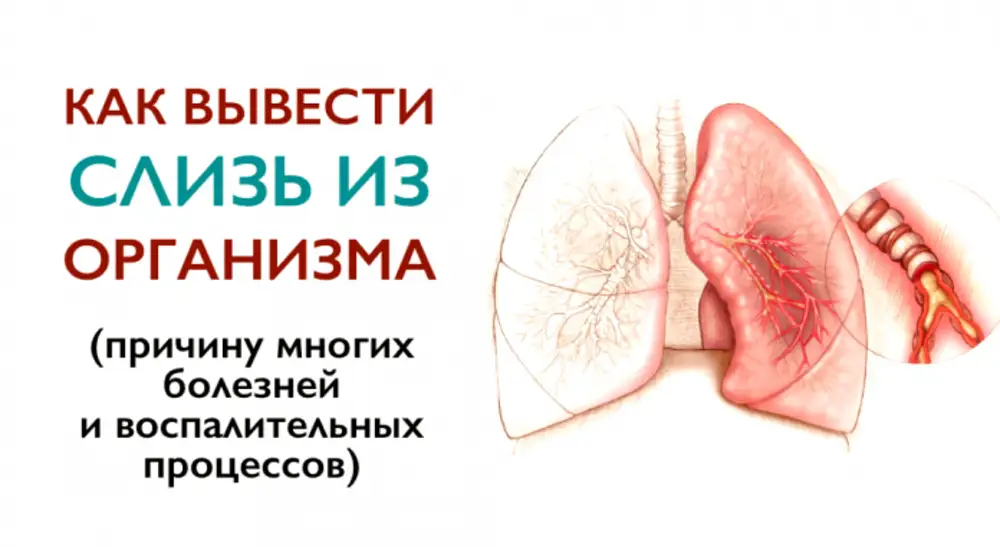 Разжижающие в нос слизь и выводящие. Как вывести слизь из организма. как вывести мокроту из организма. много слизи в организме причины. как вывести слизь из организма и стать здоровее.