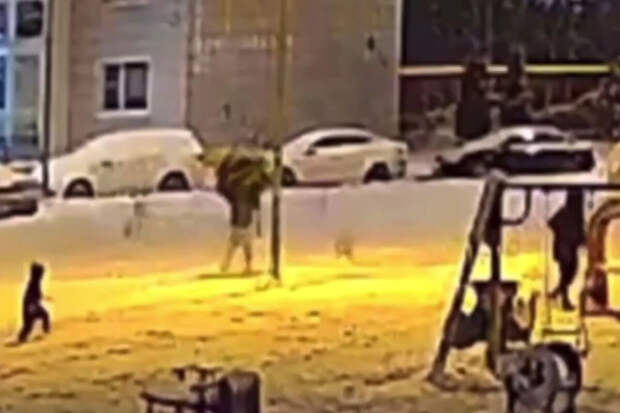 В Подмосковье неизвестные спилили елку, которую семь лет выращивали жители дома