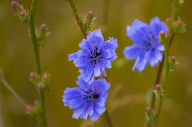 Цикорий: польза и вред для здоровья