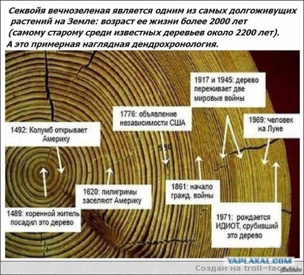 Как рубили гигантские секвойи вручную.