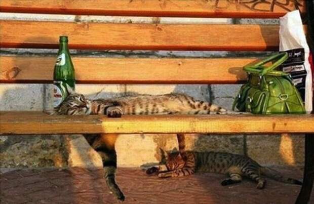 Коты, постигшие искусство сон-фу коты, спят