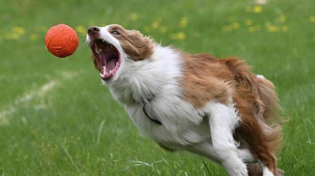 Юрист рассказала о сложности реализации законопроекта о чипировании домашних животных