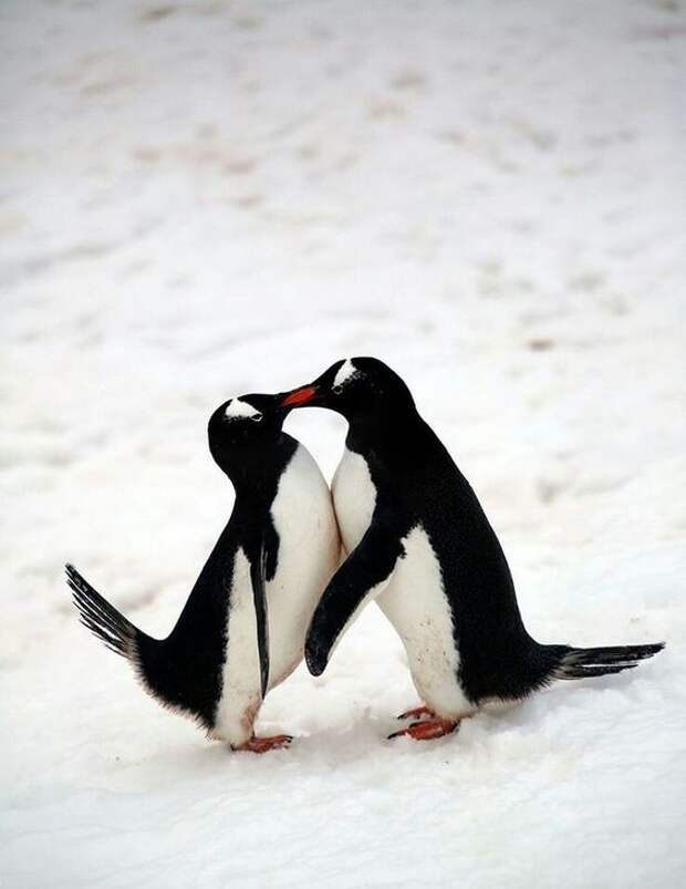 Первый поцелуй интересное, пингвины, факты, фауна