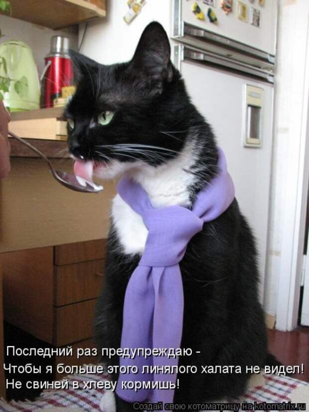 Котоматрицы (картинки с надписями)