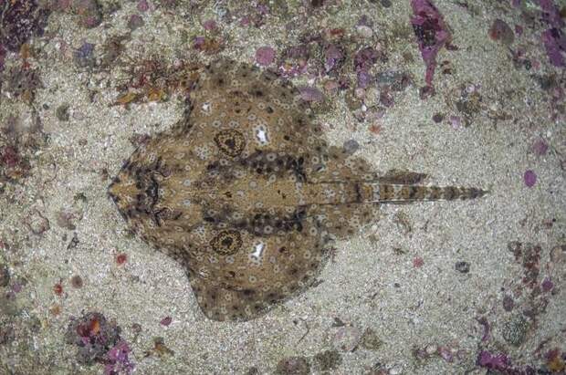 Почему у некоторых скатов появились «фальшивые глаза», а у других — нет