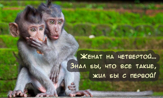 Самая веселая подборка прикольных картинок