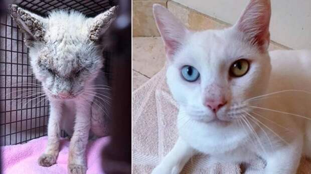 Ветеринары вылечили кота от запущенной чесотки и после этого увидели его прекрасные глаза
